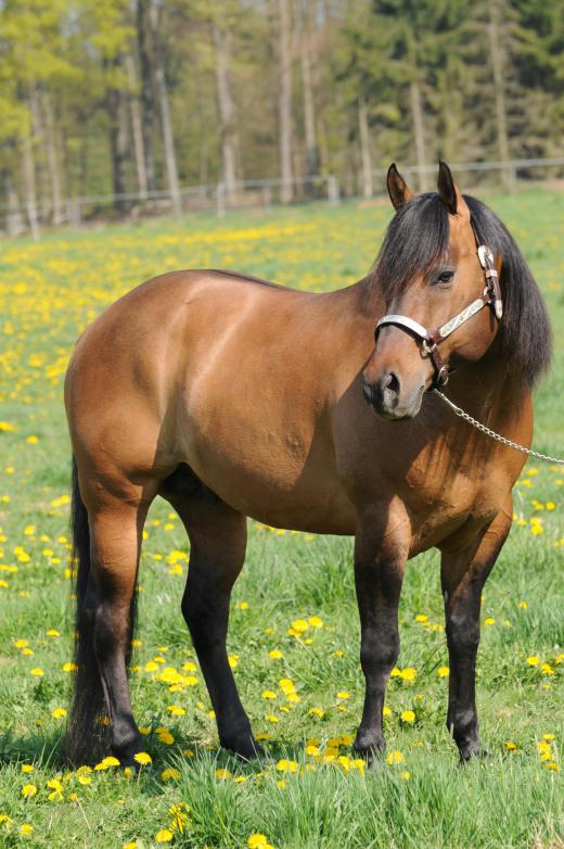 Races are often restricted to specific breeds, such as Quarter Horses.