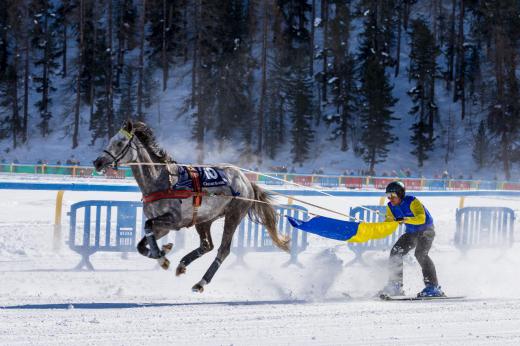 In skijoring, a skier is pulled behind a horse or a team of dogs.